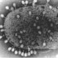 Mutant Viruses to Kill Bacteria