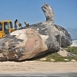 Mutilated 30m Whale Found in South Africa Near Populated Beach