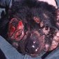 Mysterious Cancer Threatens to Extinction the Tasmanian Devil