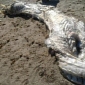 Mysterious Horned Sea Animal Washes Up in Spain