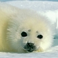 Mysterious Illness Kills 46 Seals and Puzzles Biologists