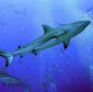 Mysterious Killer Shark Pregnancy: Lack of Sexual Contact or Hybrid Mutant?