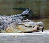 Mystery Solved: How Can a Crocodile Eat a Cow at Once?