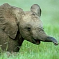 NBA Players Team Up to Protest Ivory, Rhino Horn Poaching
