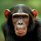 NIH Announces Plans to Retire Most Research Chimpanzees