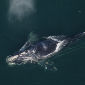 NOAA Clears Entangled Right Whale