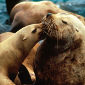 NOAA Says Steller Sea Lions Need Additional Protection