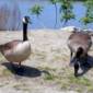 NYC Officials to Kill 2,000 Geese over Plane Strike Fears
