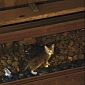 NYC Subway Service Shut Down for Two Hours over Lost Kittens