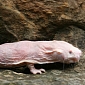 Naked Mole Rats Are Cancer-Proof, Scientists Now Know Why