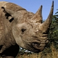 Name of Hunter Who Paid $350,000 (€255,988) to Kill Rare Rhino Revealed