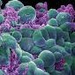 Nanodiscs 'Dance' Cancer Cells to Death