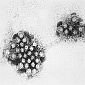 Nanoparticle Vaccine Against Gastroenteritis