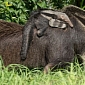 Nashville Zoo Announces the Birth of a Baby Giant Anteater