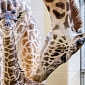 Nashville Zoo Welcomes Baby Masai Giraffe