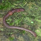 Native Earthworms Eradicated from Great Lakes Region