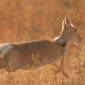 Naturalists See 250,000 Mongolian Gazelles