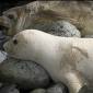 Naturalists Snap Photo of Rare White Seal