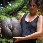 Nature's Largest Fruits and Seeds