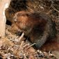 Nature's Loggers: Beavers