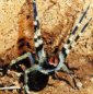 Nature's Viagra: Spider Venom Induces Erection