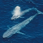Navy Sonars Make Whales and Dolphins Go Hungry