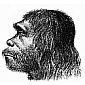 Neanderthal Faces Had Nothing to Do with Cold Weather