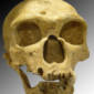 Neanderthal Skull Fragment Dredged from North Sea