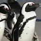 Nearly 12-Million-Year-Old Penguin Fossils Discovered in South Africa