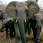 Nearly 30 Elephants Massacred in Chad