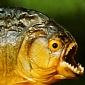 Nearly 40,000 Piranhas Smuggled into NYC by Fish Dealer