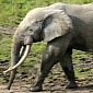 Nearly 800 Elephant Tusks Seized by Authorities in Tanzania