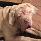 Nearly Blind Neapolitan Mastiff Gets Facelift, Can Now See Again