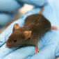 Negative Animal Test Results Not Always Published