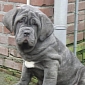 Neapolitan Mastiff Dies While Traveling with United Airlines