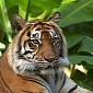 Nepal’s Tiger Population Argued to Have Recently Increased