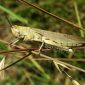 Nerve Chemical Turns Locusts into Pests