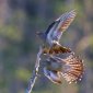 Nest Parasitism: Cuckoos Really Do Imitate Hawks