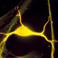 Neural Electricity Finally Harnessed