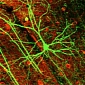 Neurogenesis Reduces Effects of Stress on the Brain