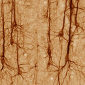 Neurons Filtering Irrelevant Data Found