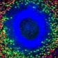 Neutrophils Found to Reside in the Spleen
