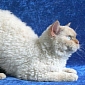 New Cat Breed Looks like Sheep