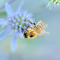 New Cause Found for Honeybee Collapse