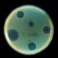 New Class of Antibiotics Kills Bacteria in Minutes