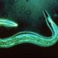 New Class of Pesticides from Worms' Gut Bacteria