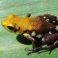 New Curara Poisonous Frog