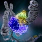 New DNA Drug Can Destroy Cancer Cells