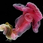 New Deep-Sea Worm Is Named After Yoda