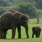 New Documentary Sheds Light on Baby Elephant Smuggling [Video]